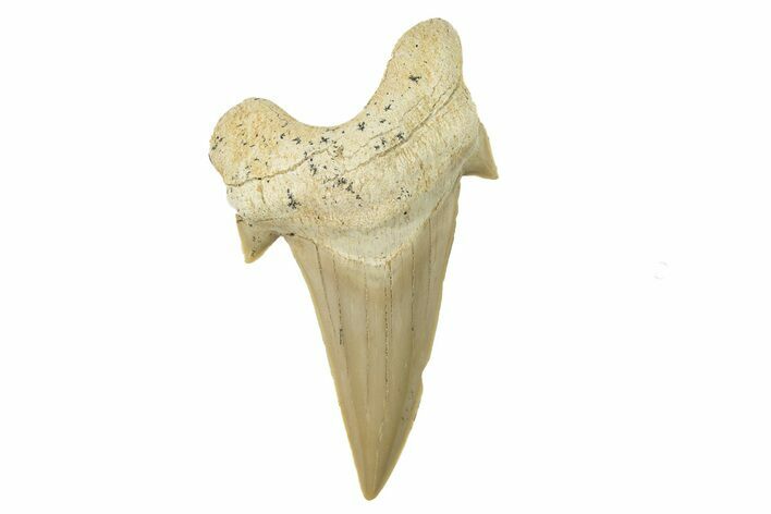 Large, Fossil Shark Tooth (Otodus) - Morocco #259920